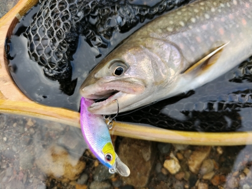 イワナの釣果