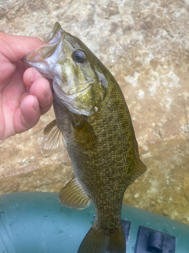 スモールマウスバスの釣果