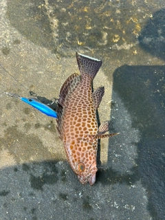 オオモンハタの釣果