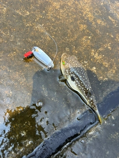 フグの釣果