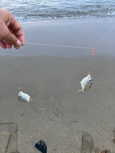 シロギスの釣果