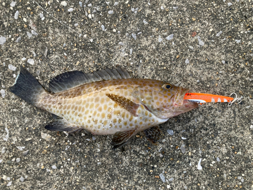 オオモンハタの釣果