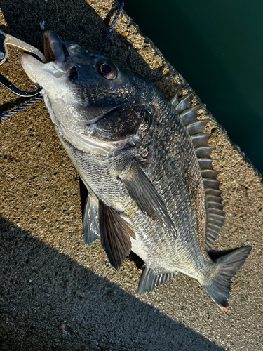 チヌの釣果