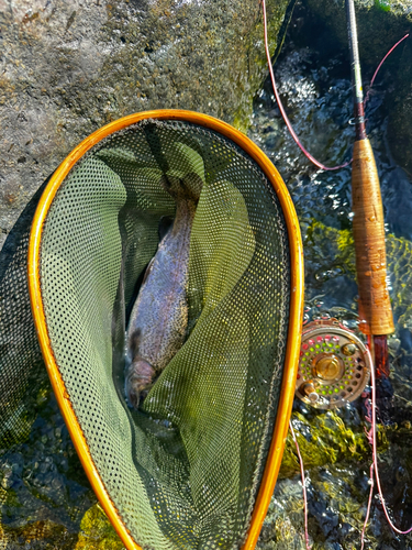 ニジマスの釣果