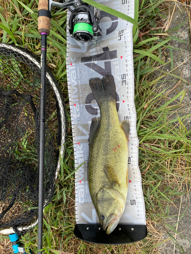 ブラックバスの釣果