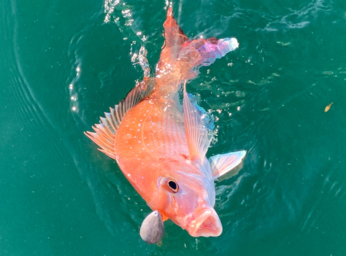 マダイの釣果