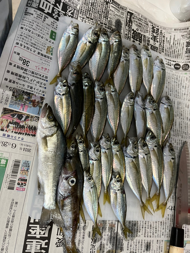 アジの釣果