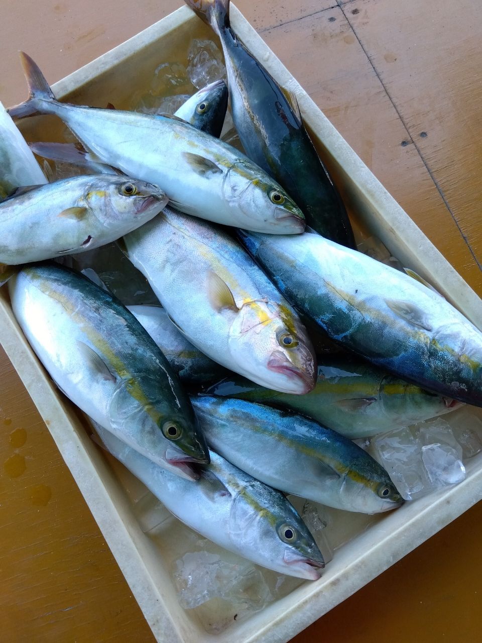 ショゴ