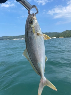 ネリゴの釣果