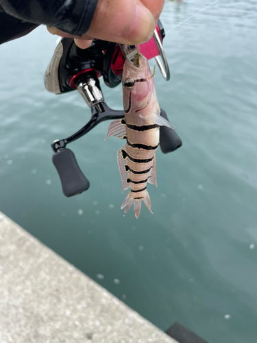 ハゼの釣果