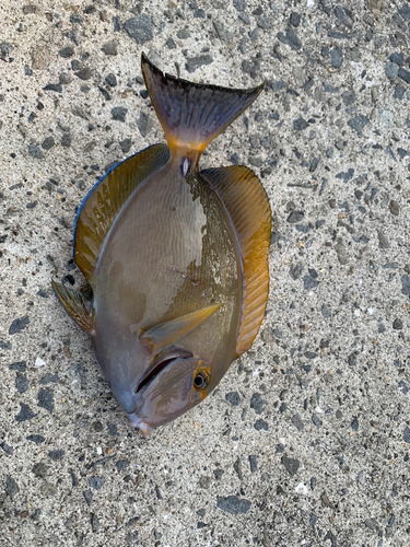 ニセカンランハギの釣果