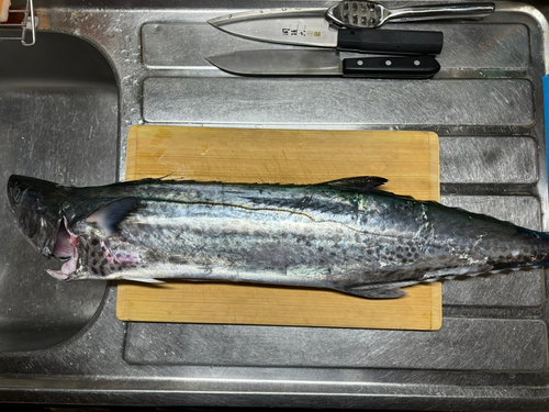 サワラの釣果