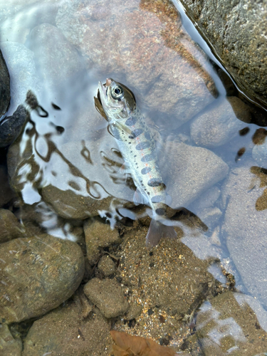 アマゴの釣果