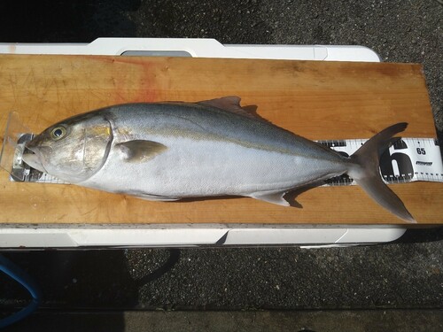 カンパチの釣果