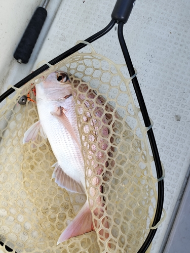 タイの釣果