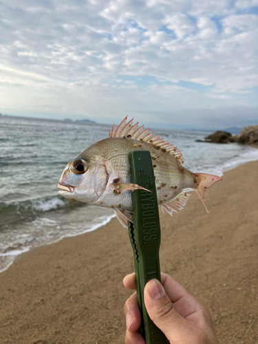 チャリコの釣果