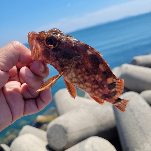 カサゴの釣果