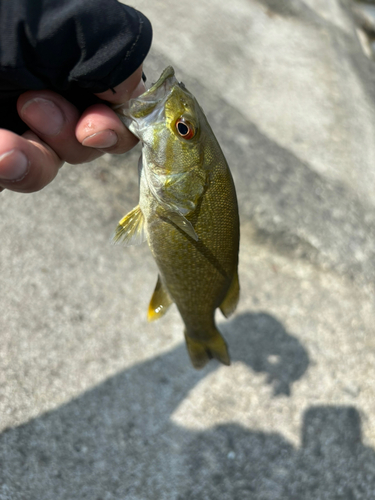 スモールマウスバスの釣果