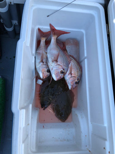 マダイの釣果