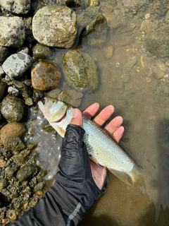 ハスの釣果