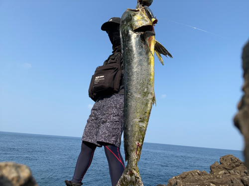 シイラの釣果