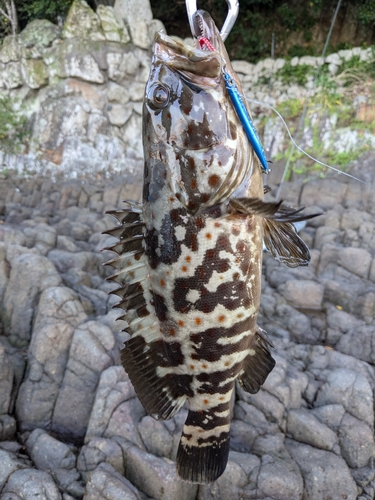 チャイロマルハタの釣果