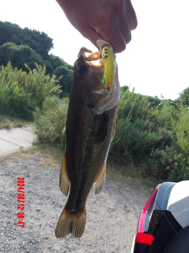 ブラックバスの釣果