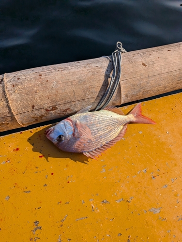 チダイの釣果