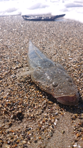 マゴチの釣果