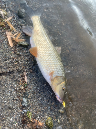 ニゴイの釣果