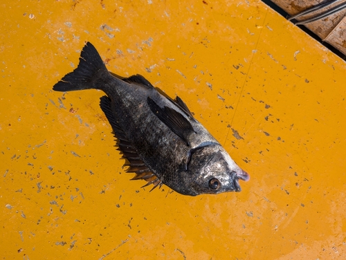 チヌの釣果