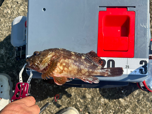 カサゴの釣果