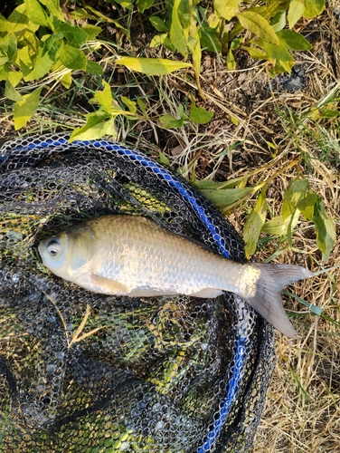 フナの釣果