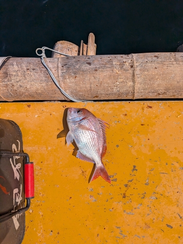 チダイの釣果