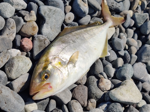 ショゴの釣果