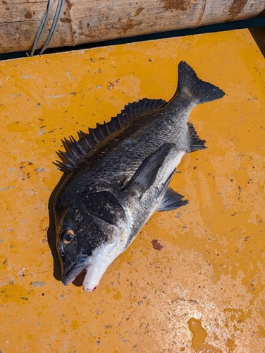 チヌの釣果