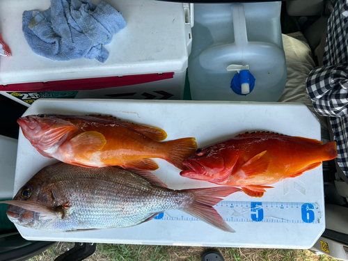 タイの釣果