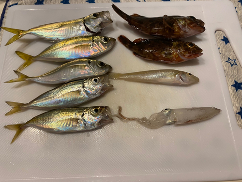 アジの釣果