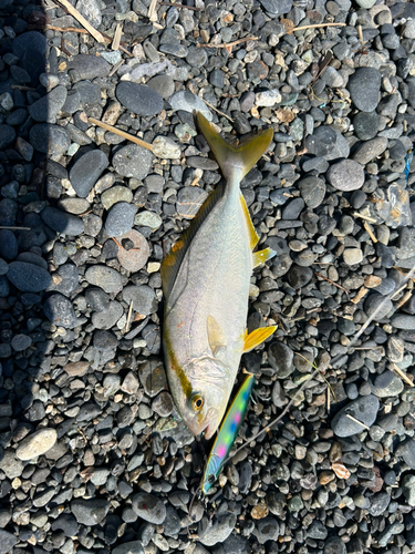 ショゴの釣果