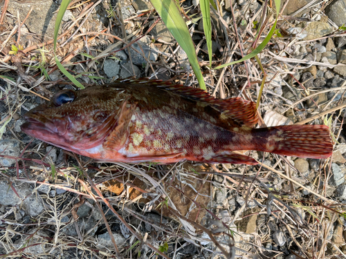 カサゴの釣果