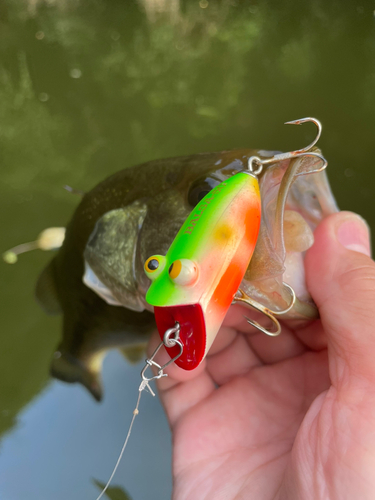 ブラックバスの釣果