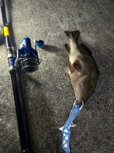 オオモンハタの釣果