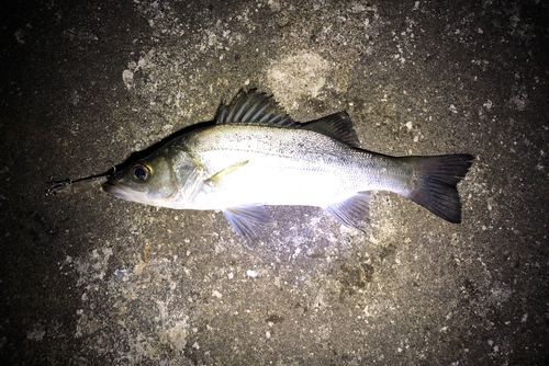 ヒラスズキの釣果