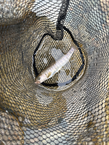 イワナの釣果