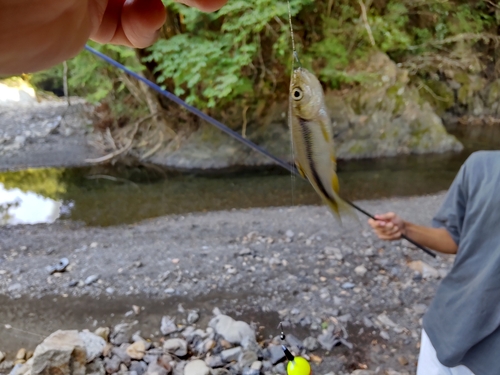 カワムツの釣果