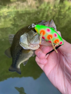 ブラックバスの釣果