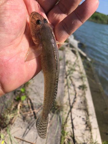 マハゼの釣果