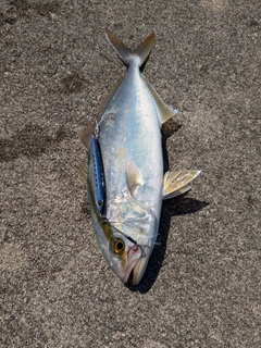 ショゴの釣果