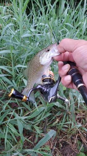 スモールマウスバスの釣果