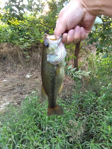 ラージマウスバスの釣果